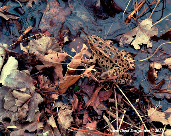 "First Frog of Spring" by Peter Tkacz, Honorable Mention Winer.