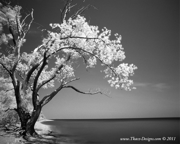 "Old Tree by the Lake" by Peter Tkacz, 2nd Place Black and White Winner.